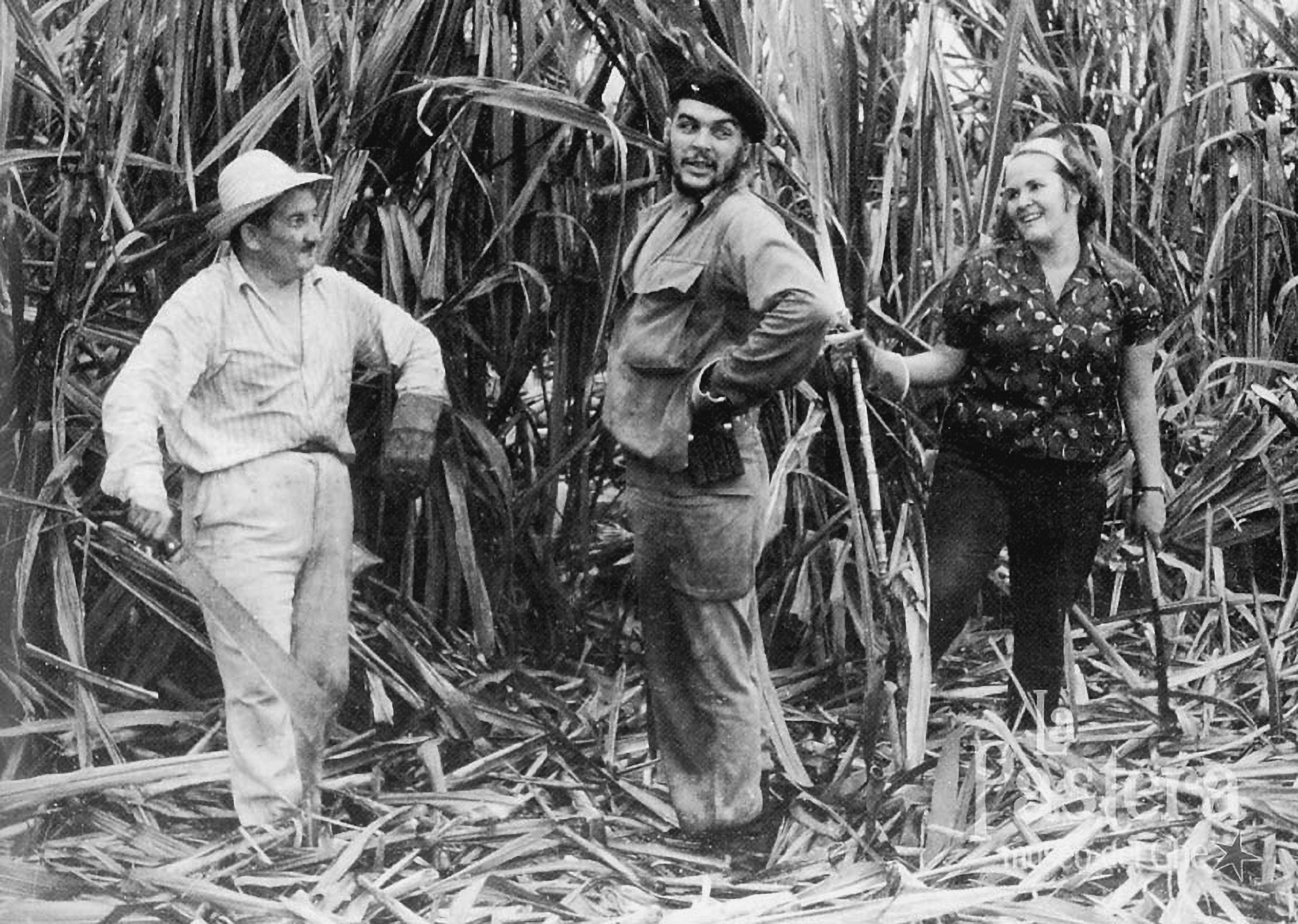 Septembre 1963, Che Guevara, avec son épouse Aleida et son ami le Dr Alberto Granado participent à une campagne de récolte du sucre à la centrale de Toledo.